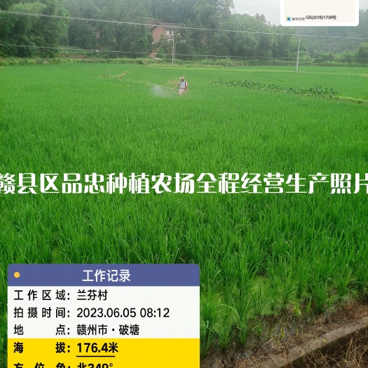 富硒稻谷