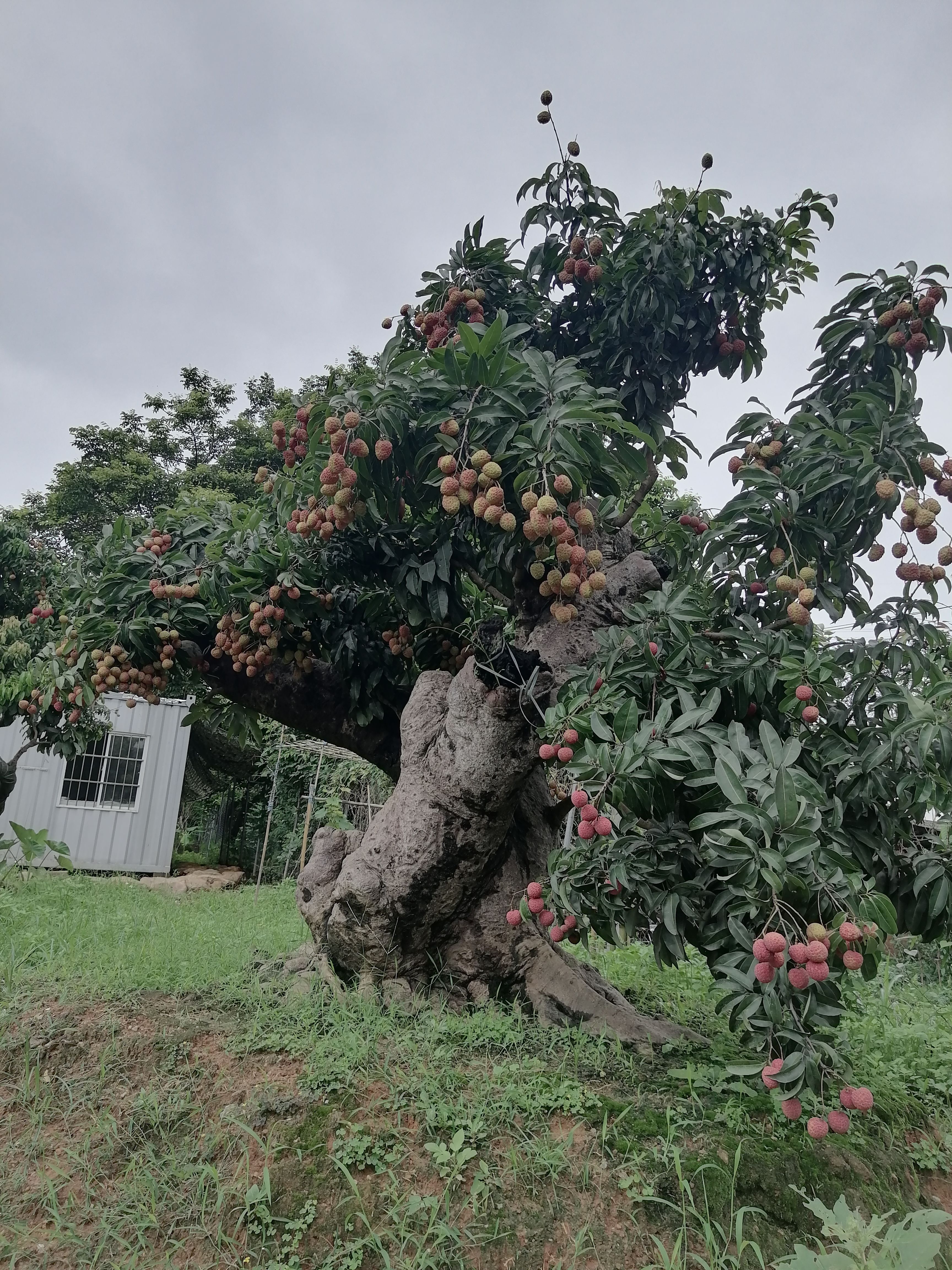 增城区仙村仙进奉