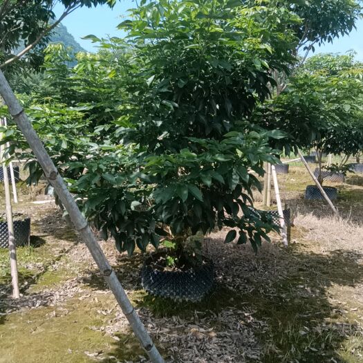 阳春市高低桩紫花风钤