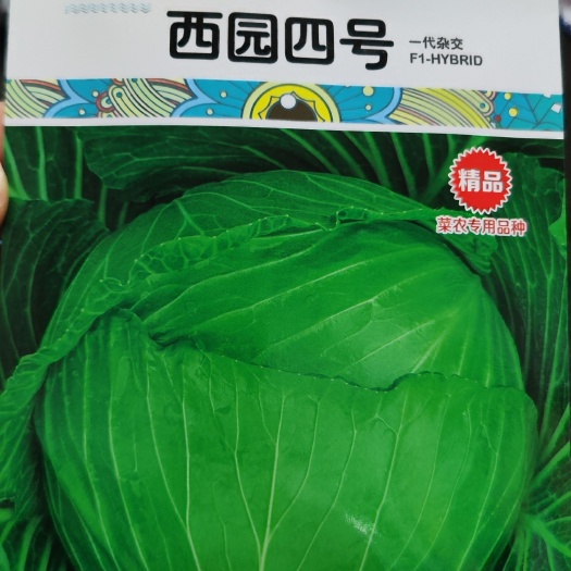 眉山杂交甘蓝种子西园四号 中晚熟秋甘蓝种子