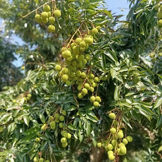 灵山县荔枝
