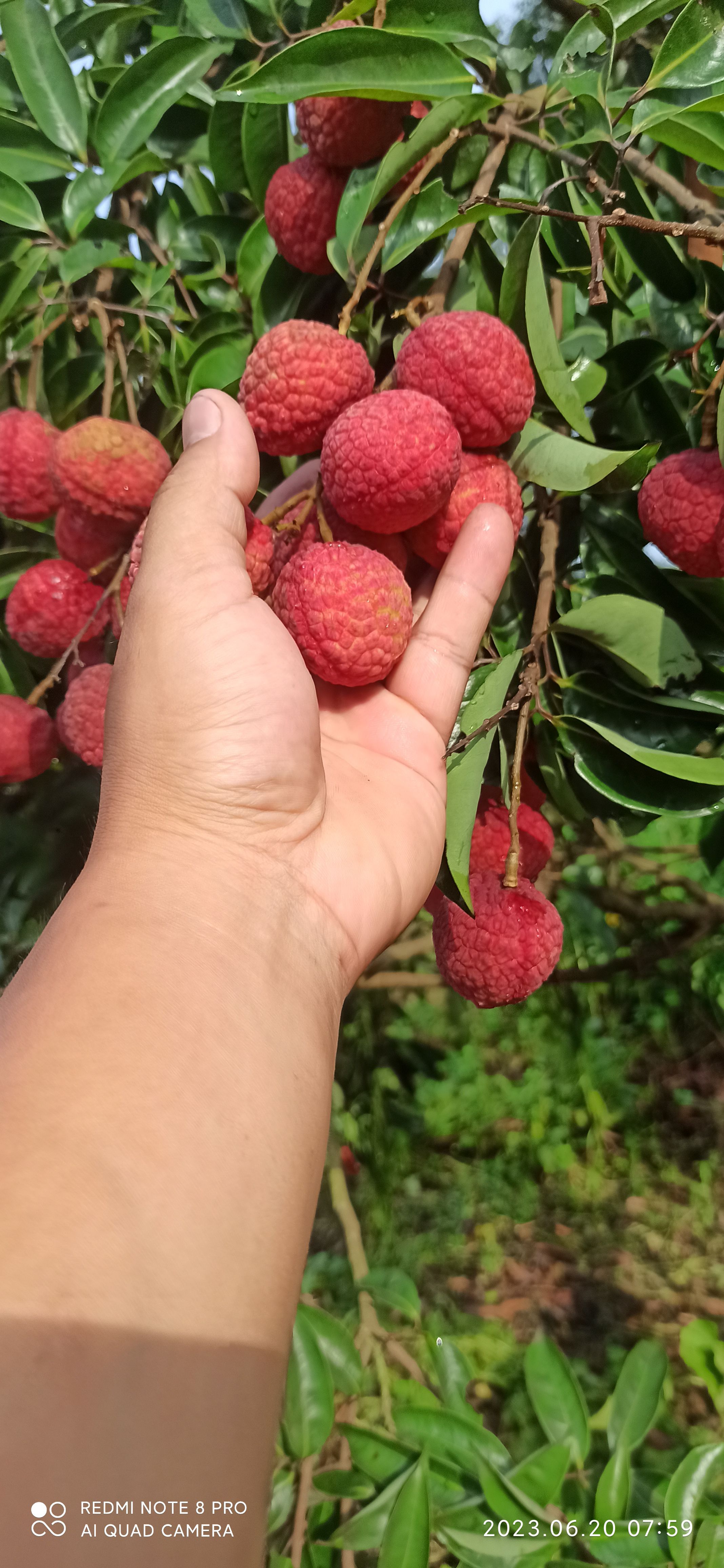 北流隆盛荔枝