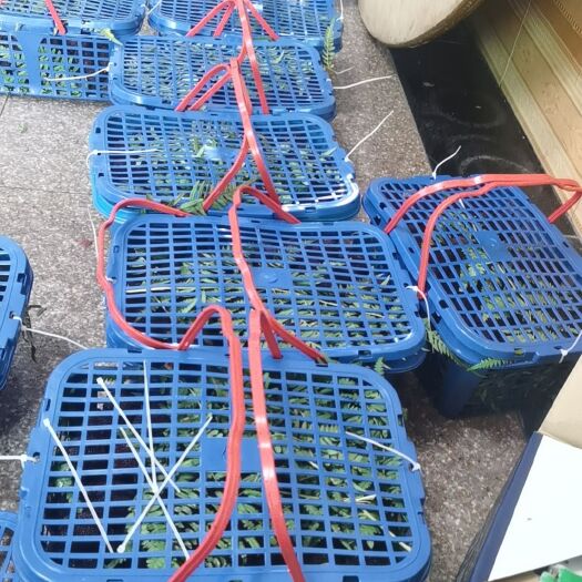 余姚市余姚三七市杨梅，个大入口甜美，新鲜采摘，满足客户一切要求