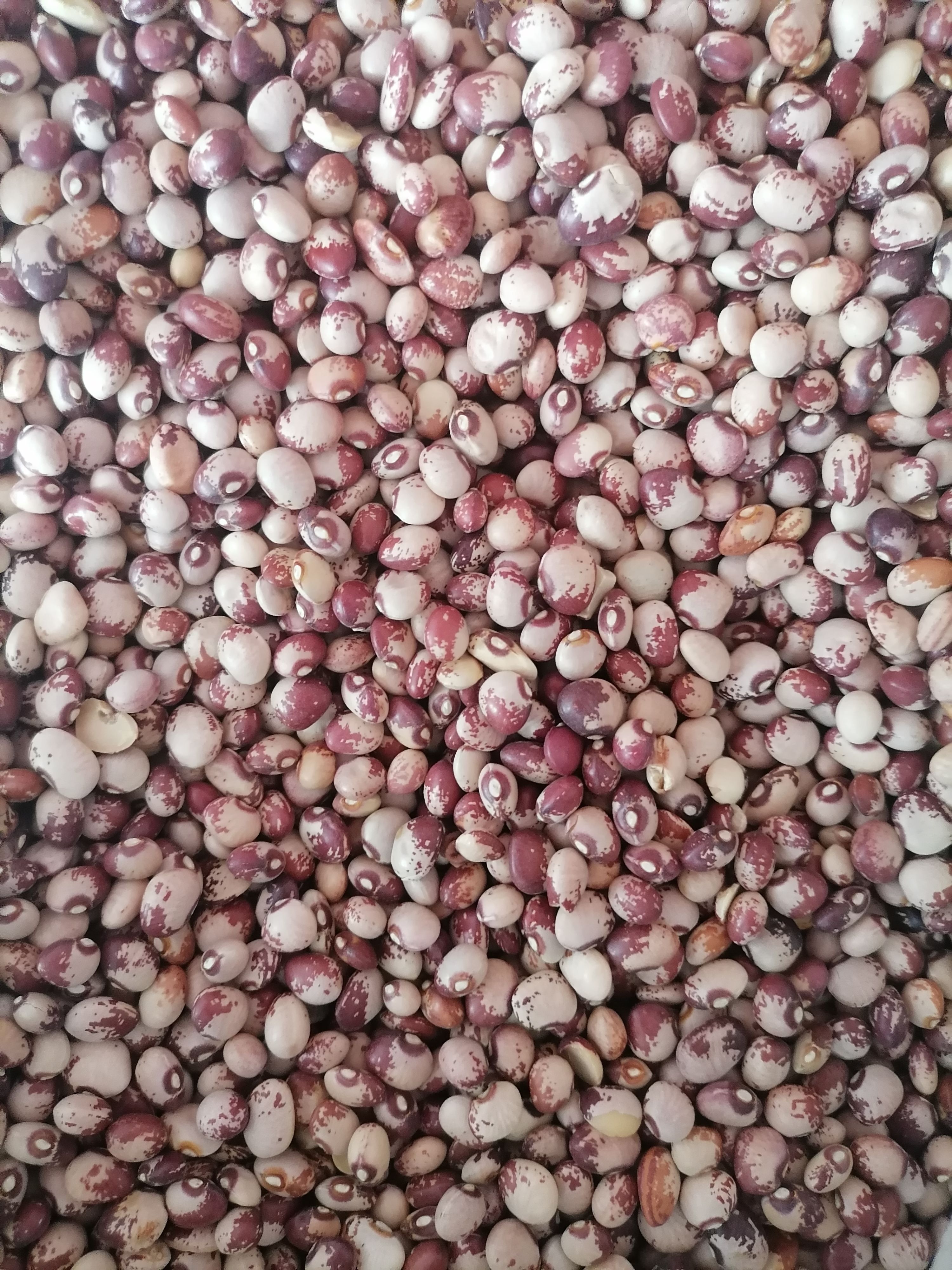 中牟县熊猫豆煮粥煲汤打豆浆猫眼豆小花园豆五谷杂粮大量批发