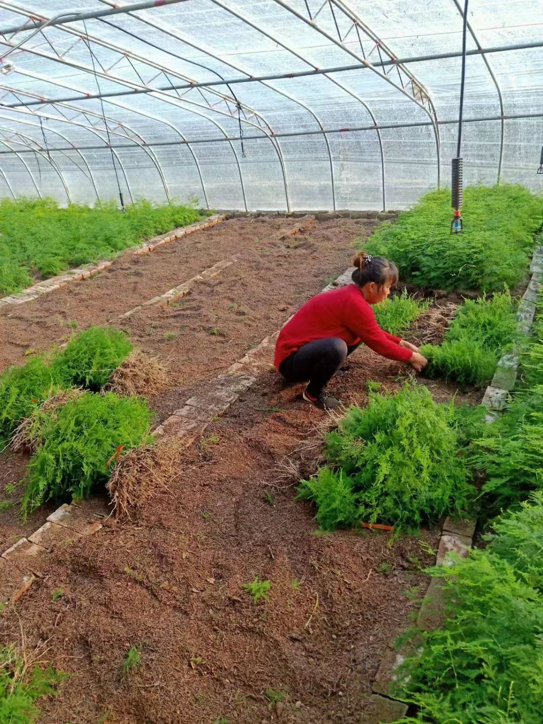 文竹盆栽室内植物花卉盆景客厅办公室桌面绿植好养云竹矮四季常青