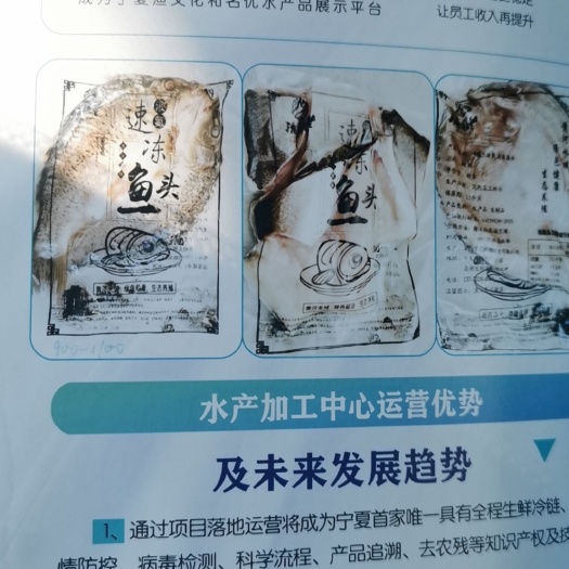 开背鲤鱼