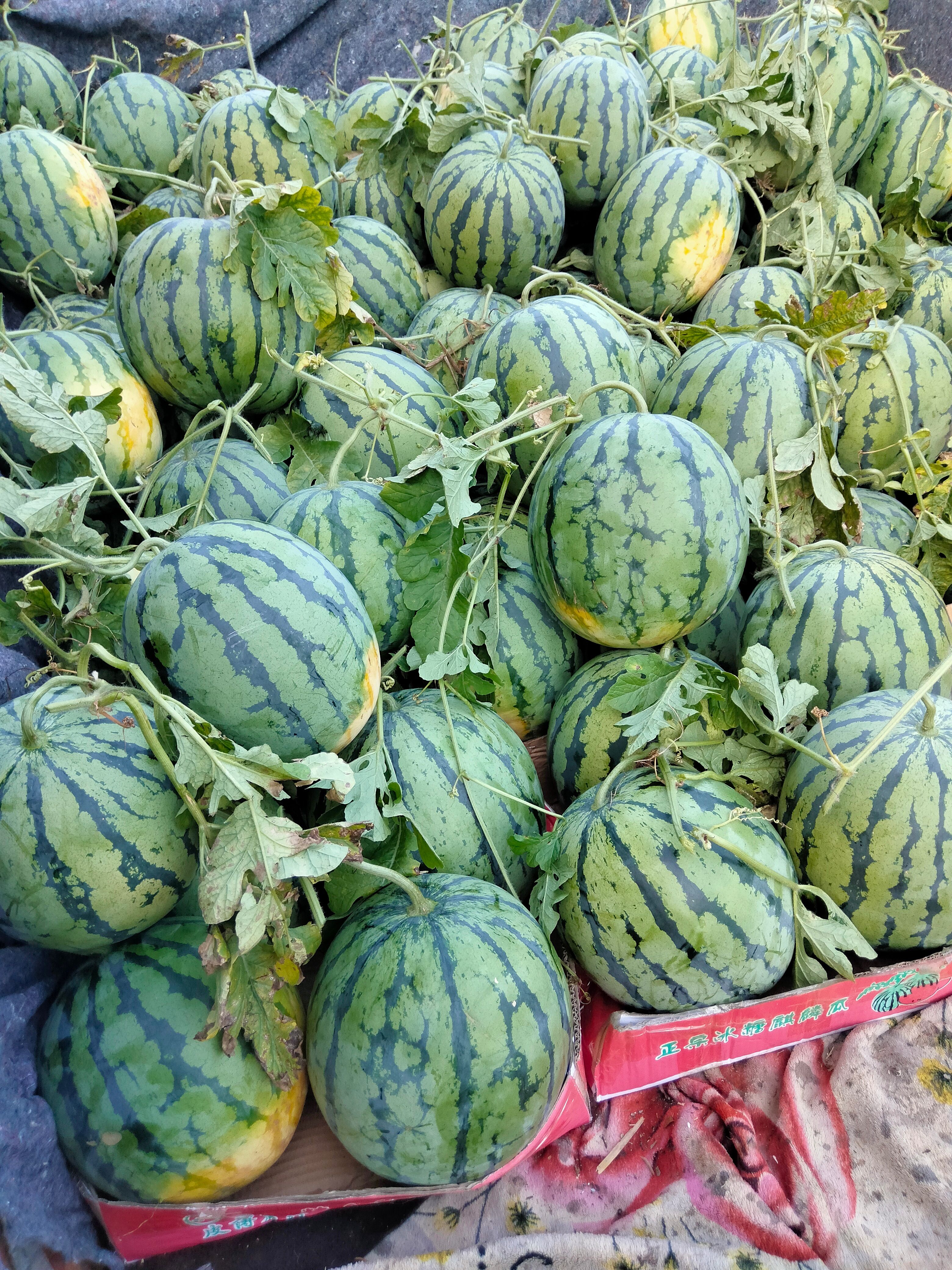 露天8424麒麟西瓜大量上市