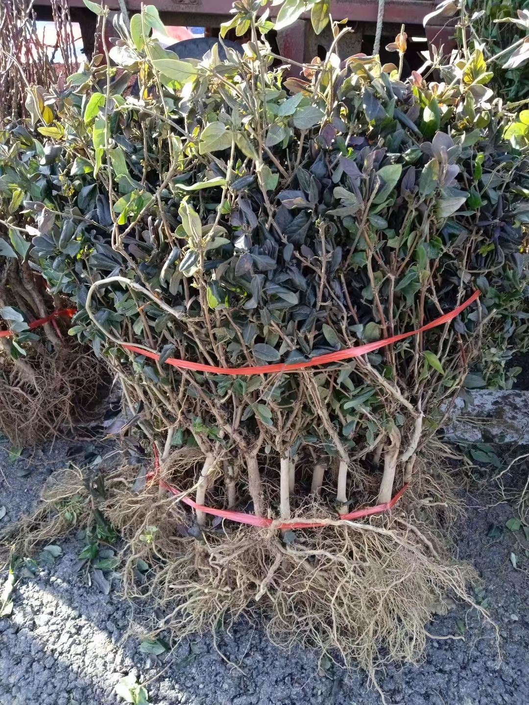 红色金银花地栽北方南方种植浓香型金银花可食用基地批发价