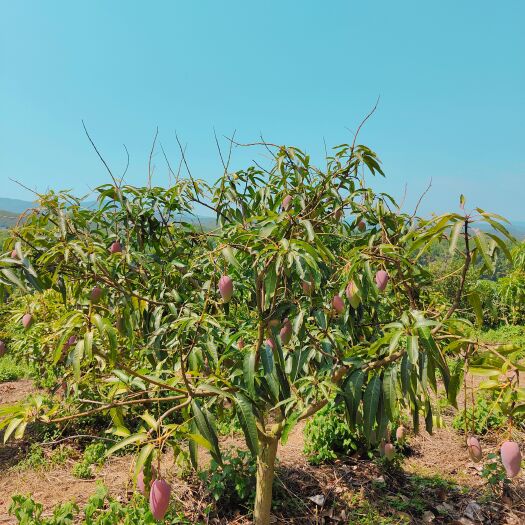 勐腊县金煌芒
