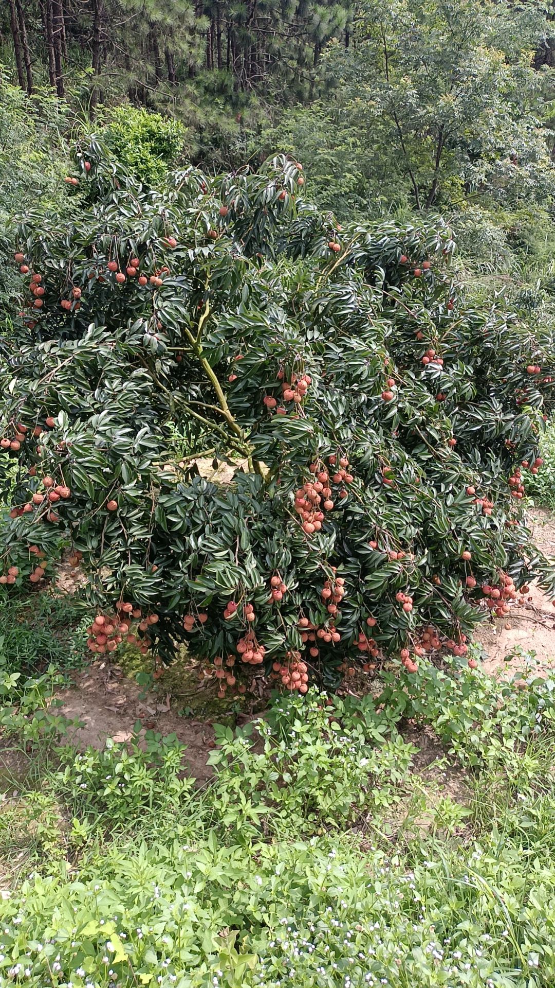 广西名优产品桂味，先进俸、妃子笑荔枝