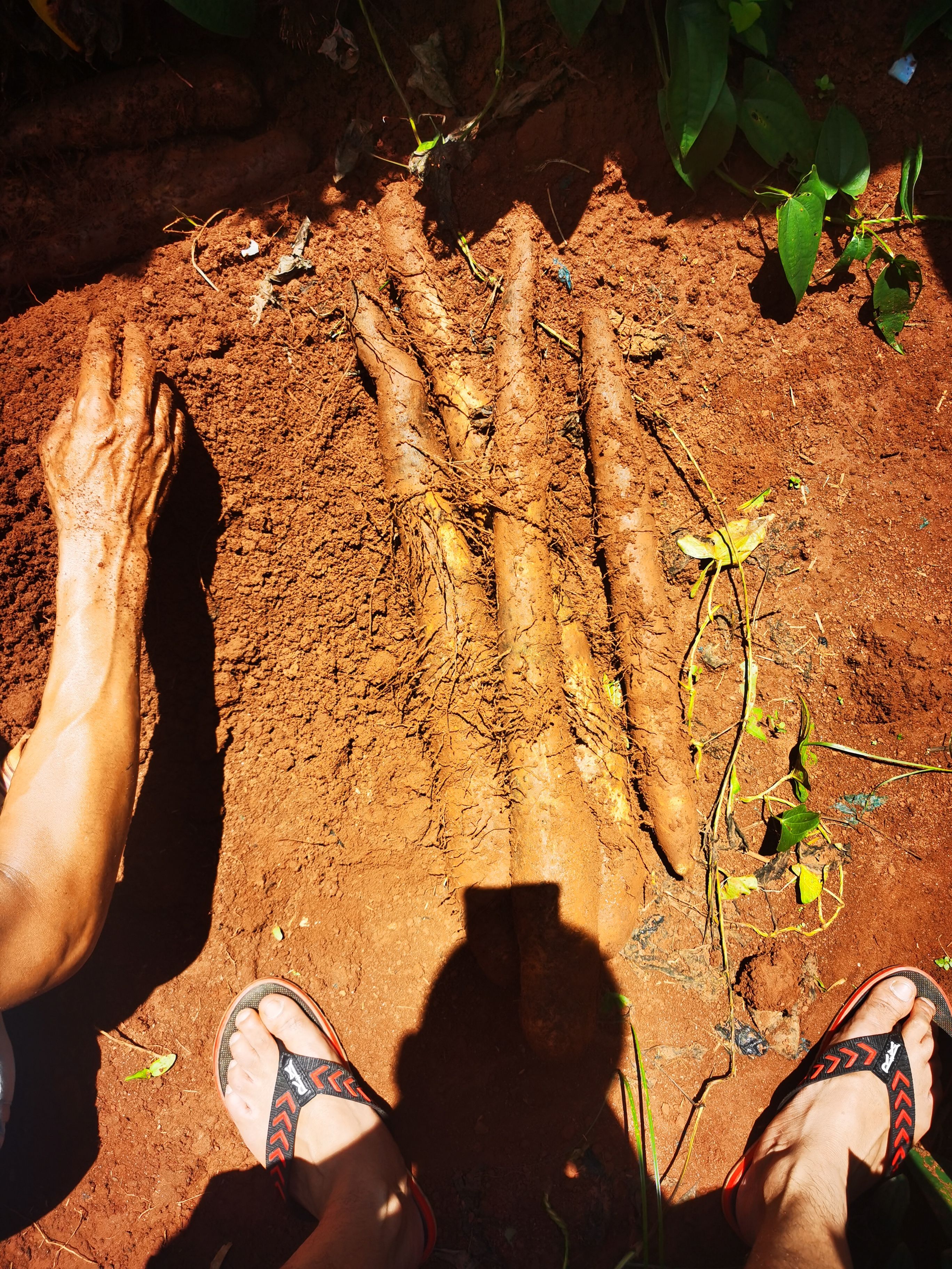 《店长推荐》淮山山药 粉糯 大量货源 黑美人山药，滚地龙