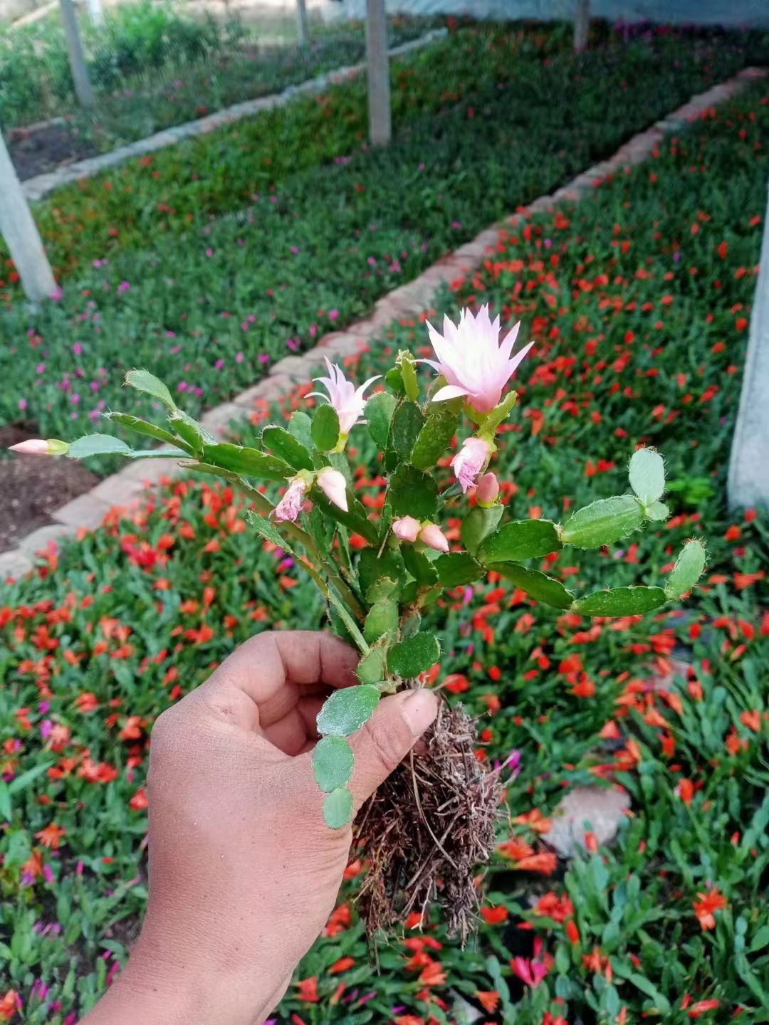 新品蟹爪兰仙指兰小昙花型品种盆栽地栽花期过时不带花苞地摊货源