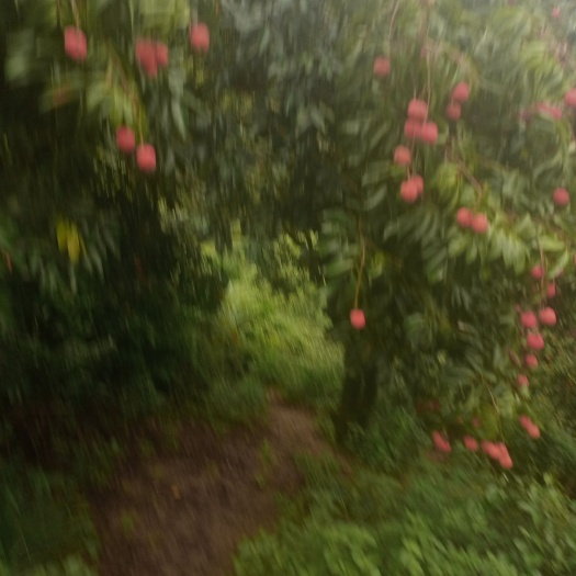 深圳南山桂味荔枝
