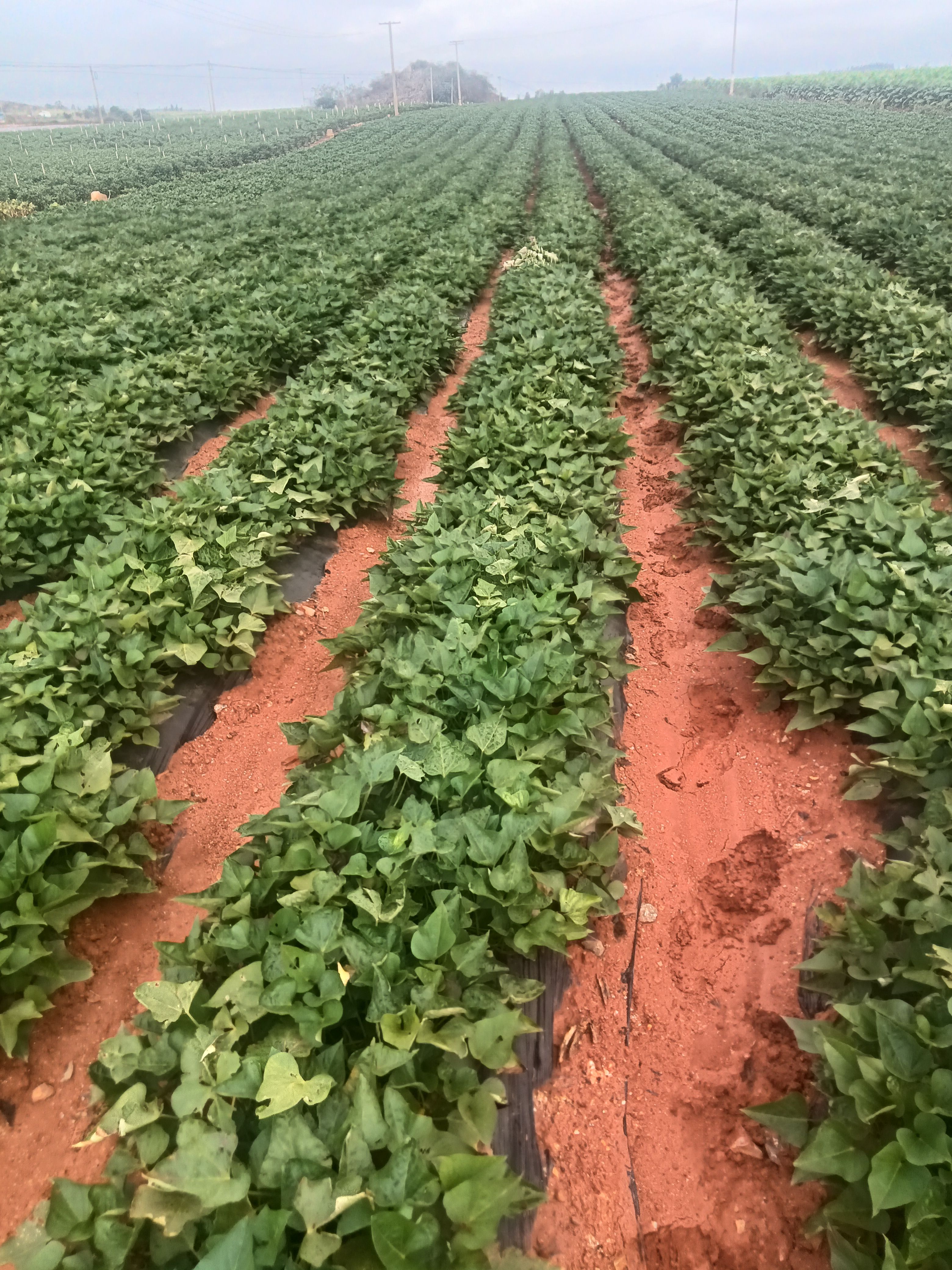 红薯云南文山产地红薯每年六月份上市品种有西瓜红丝滑灰薯等品种