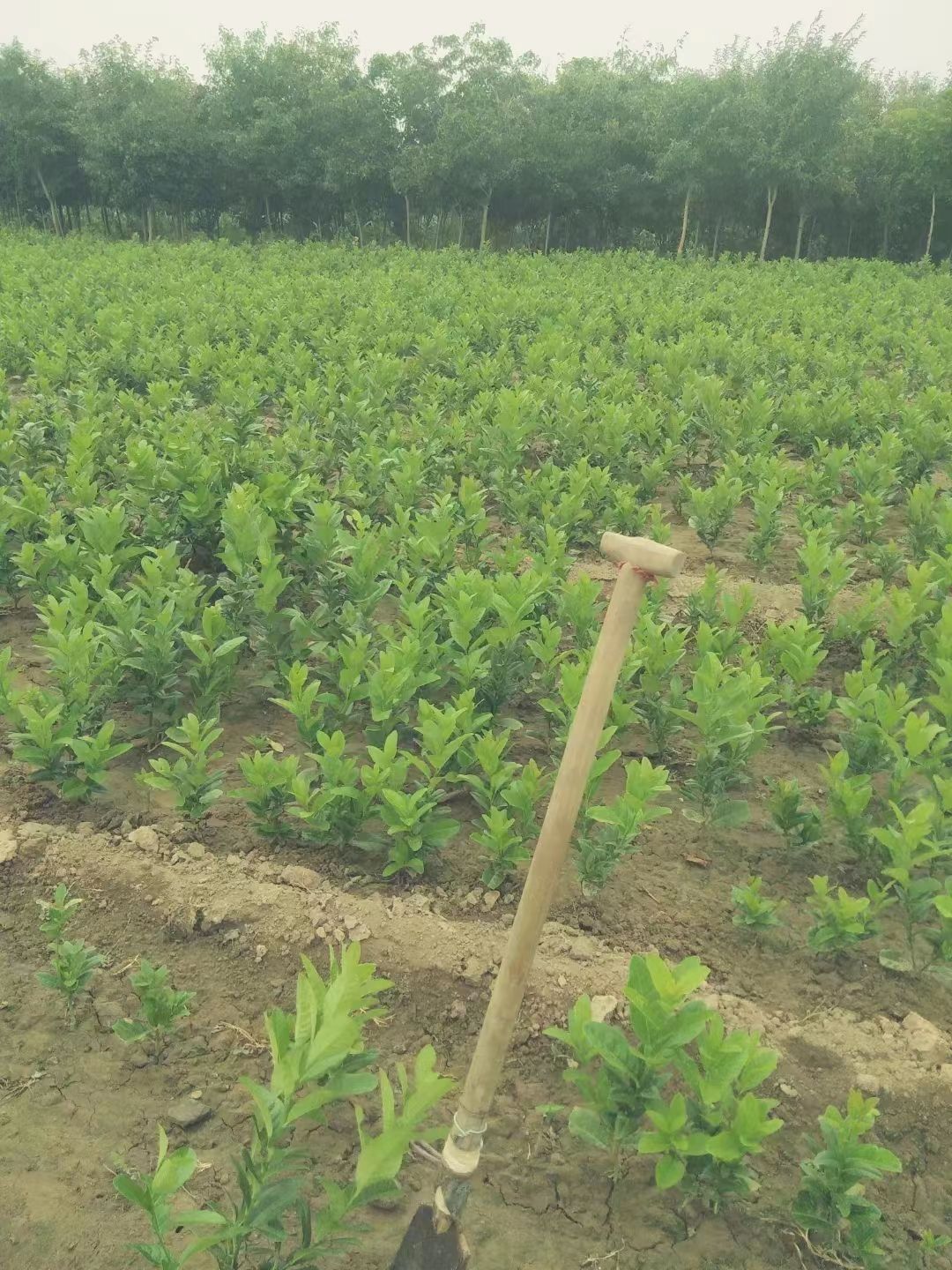 【佛手】金佛手盆栽佛手大苗室内观果植物盆栽佛手树苗食用地栽苗