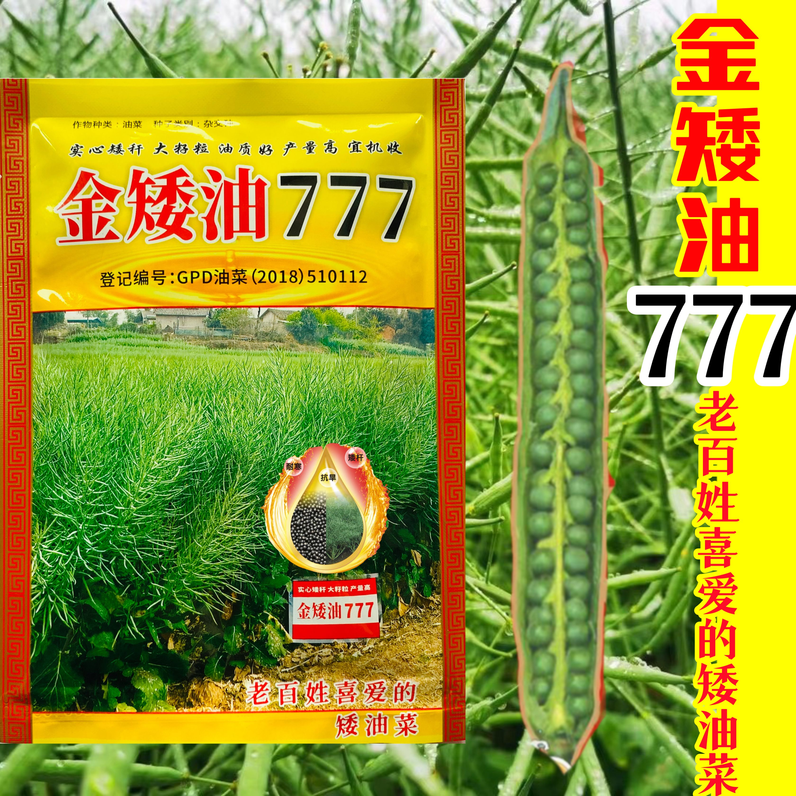 金矮油777油菜种子甘蓝型油菜黑籽矮杆越冬油菜籽出油率高