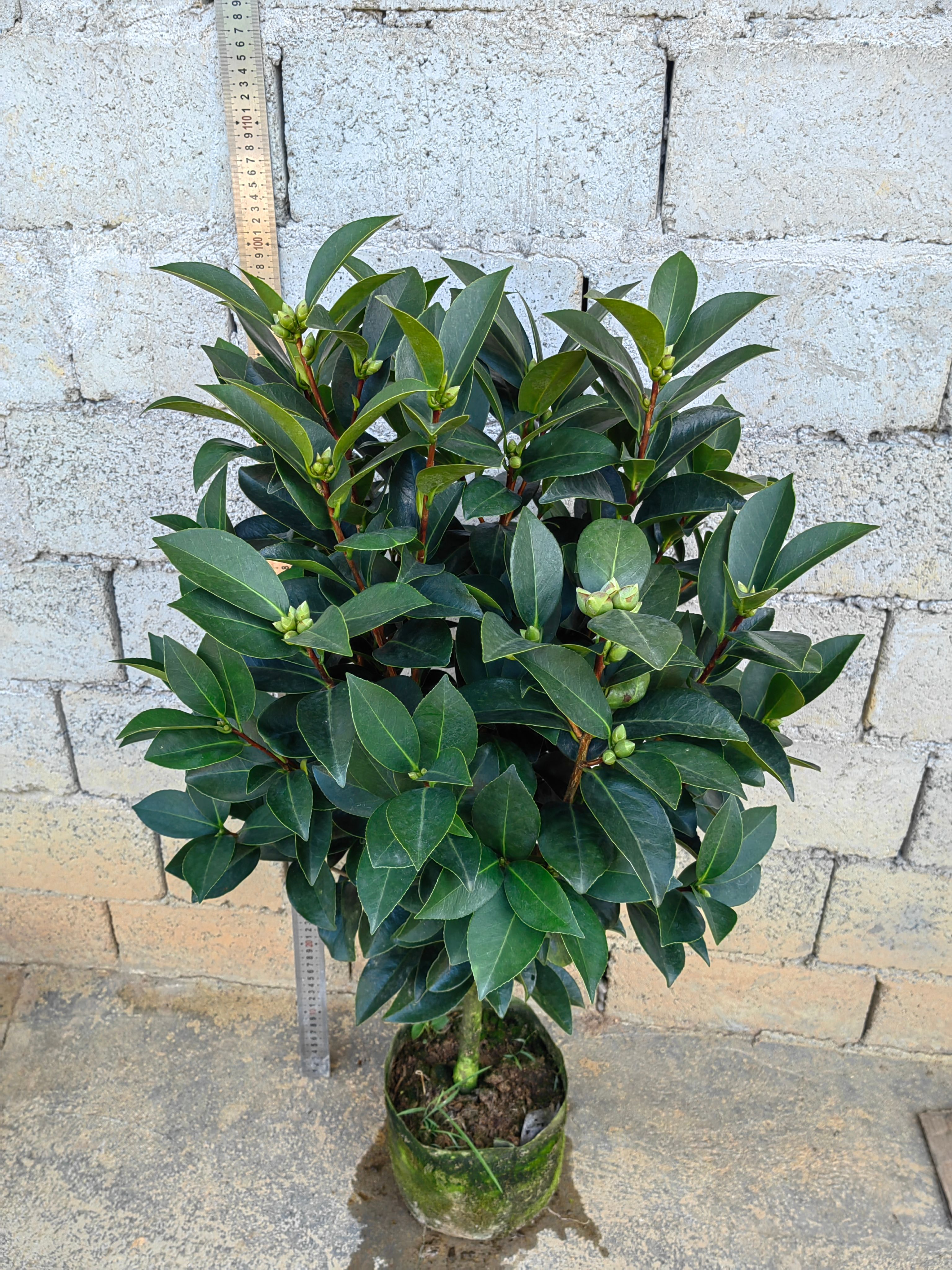 夏日七心，怀金托紫，瑰丽迎夏，带花苞，价格详谈！