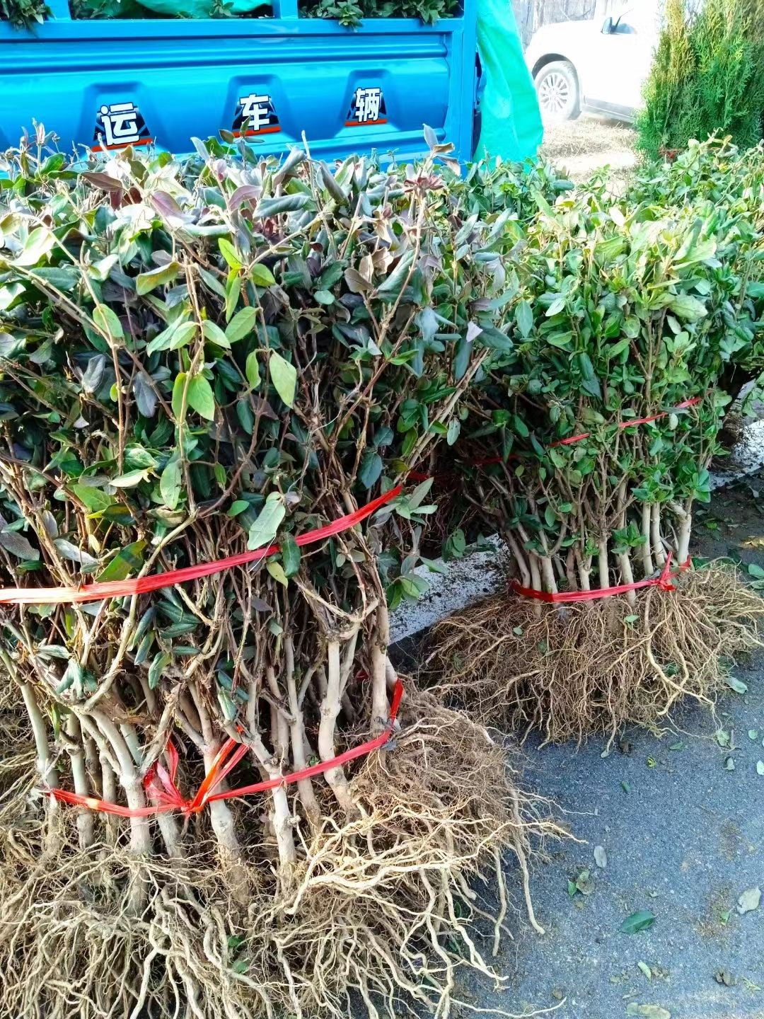 红色金银花地栽北方南方种植浓香型金银花可食用基地批发价