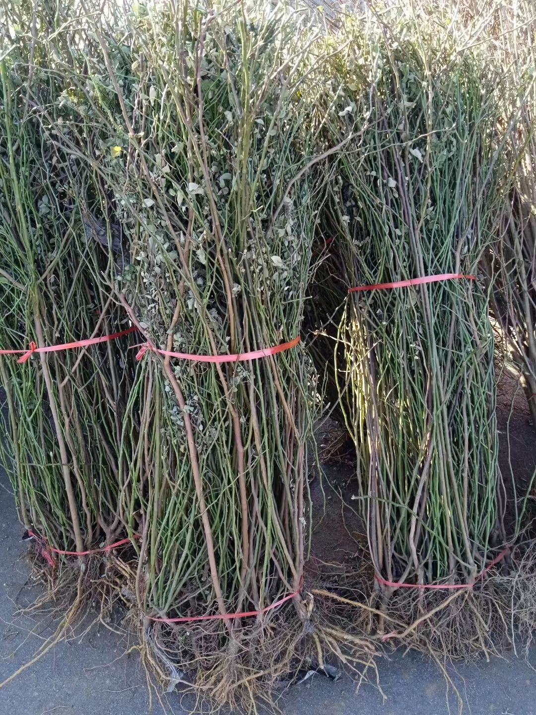 粉团蔷薇花苗爬藤耐寒中国古老月季大型藤本多花粉色浪漫桃花粉花