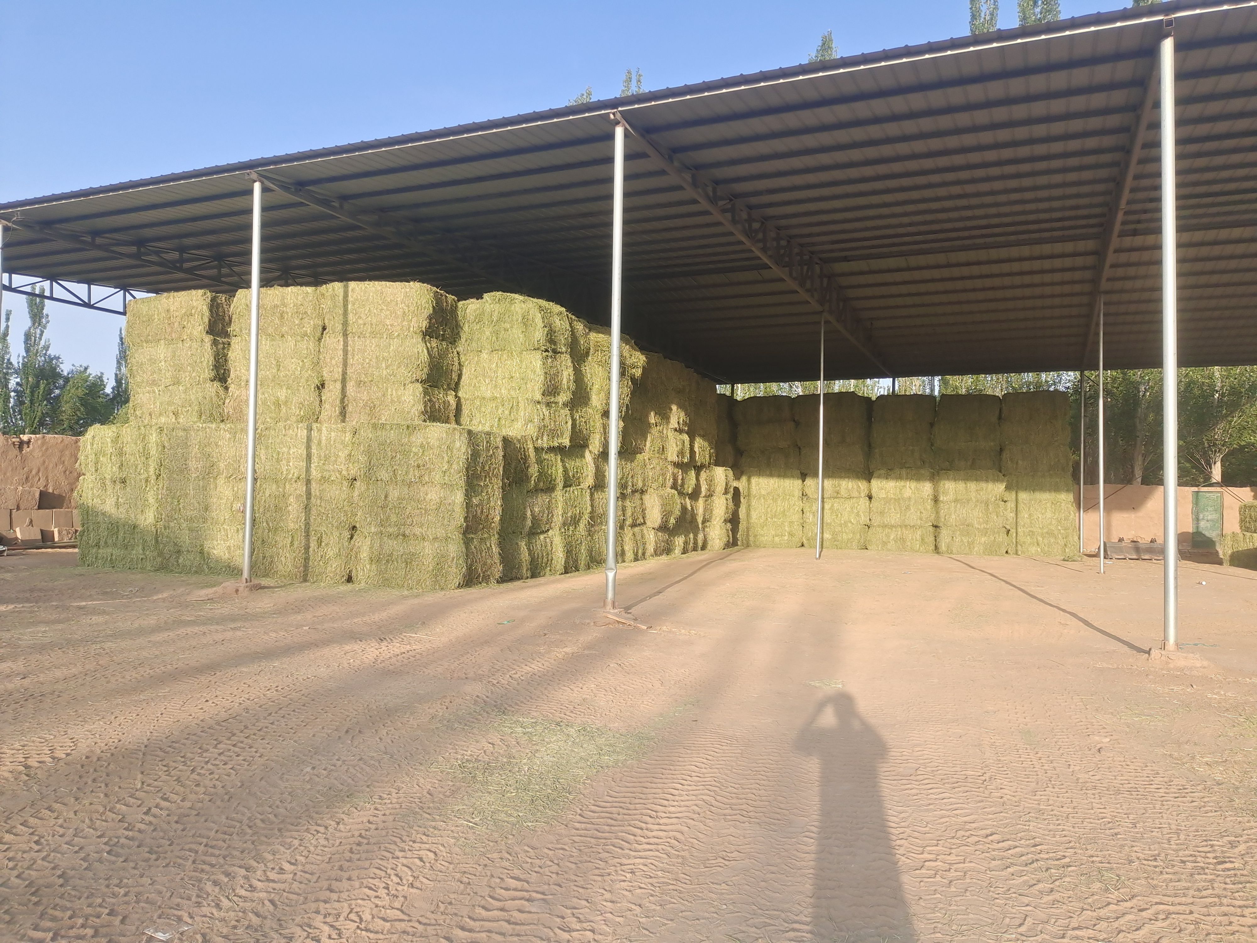 大捆苜蓿草 玉门种植基地种植3.6万亩紫花苜蓿草基地 苜蓿