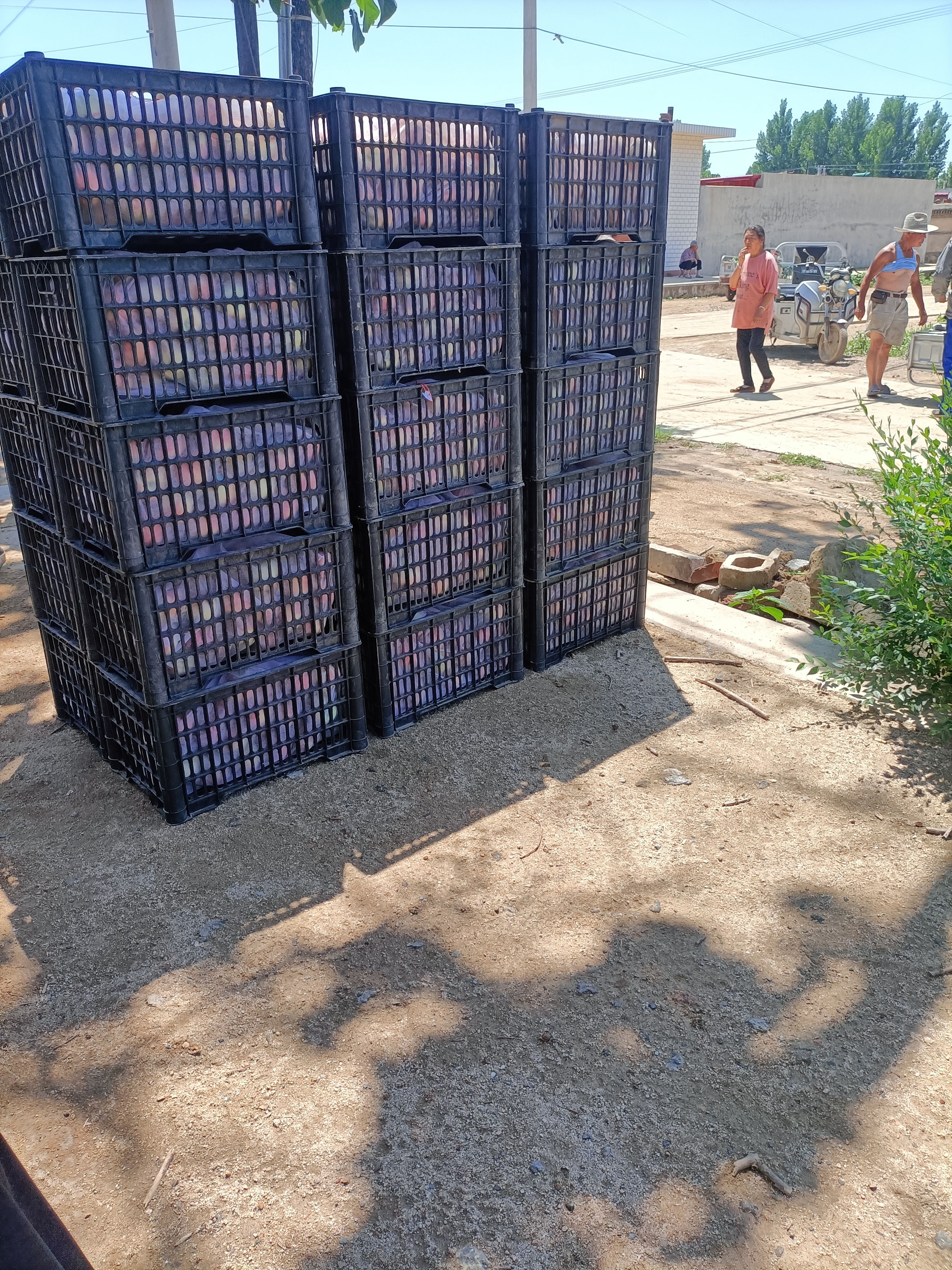 齁甜齁甜的春雷毛桃大量上市，有需要的老板可以联系我！