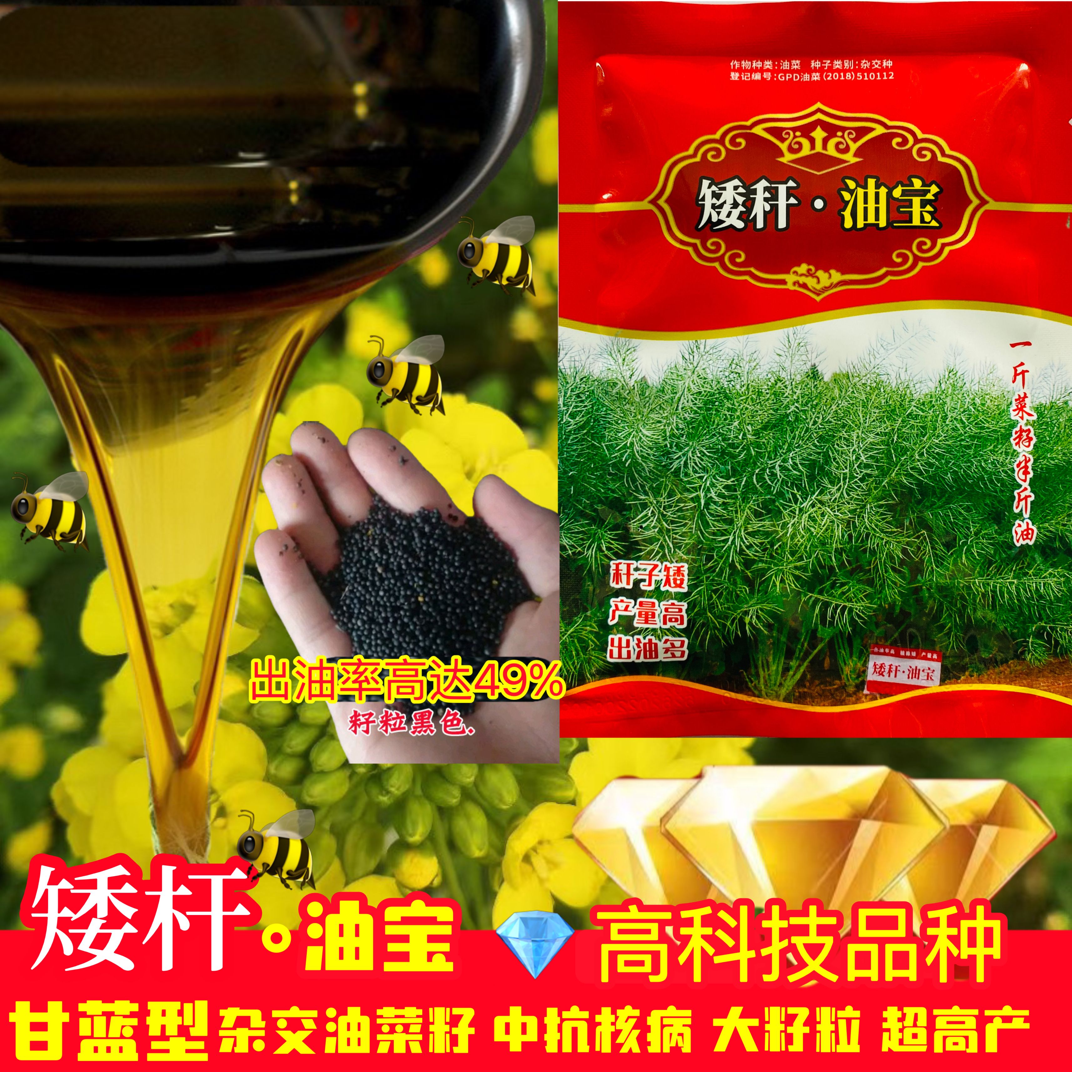 矮杆油宝油菜种子甘蓝型油菜黑籽矮杆越冬油菜籽出油率高