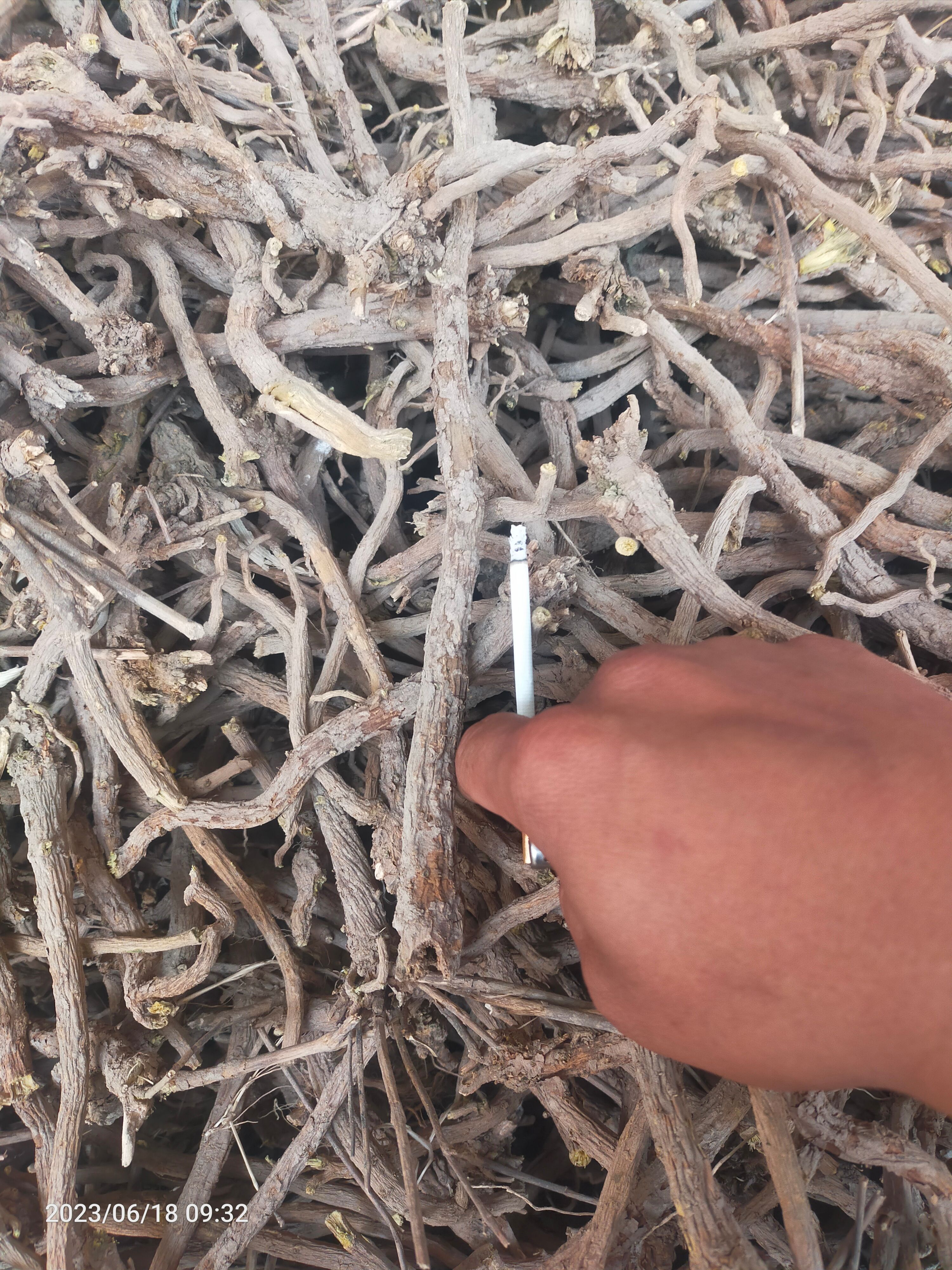 黄芩，3年大个子