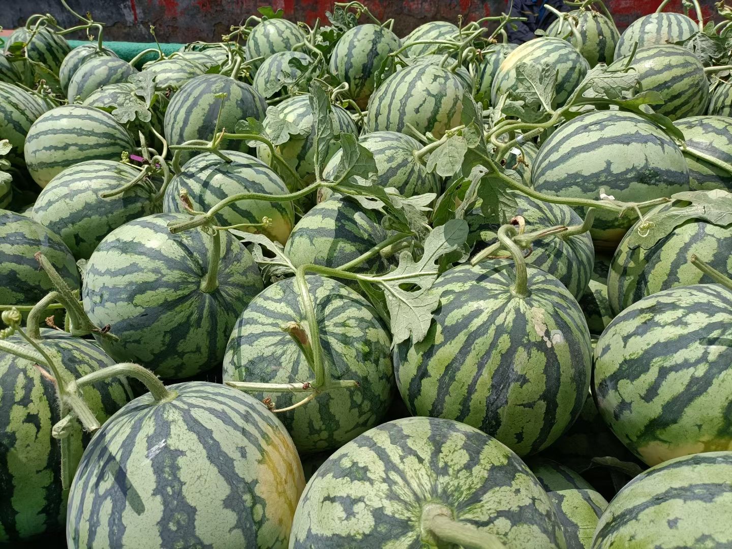 湖北万亩西瓜基地美都/金城/甜王/黑美人品种齐全