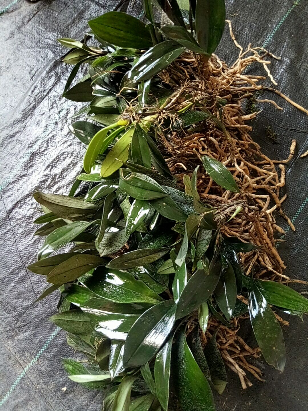 磨砂兔耳兰，先采先发，1一4苗连体，未上过盆，带点小艺，