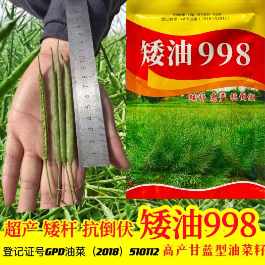 沭阳县矮油998油菜种子甘蓝型油菜黑籽矮杆越冬油菜籽出油率高