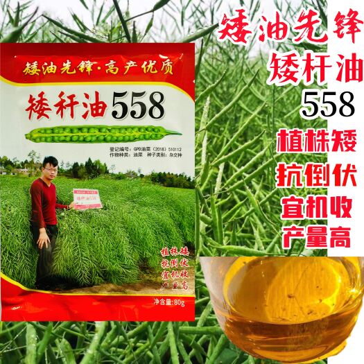 矮杆油558油菜种子甘蓝型油菜黑籽矮杆越冬油菜籽出油率高