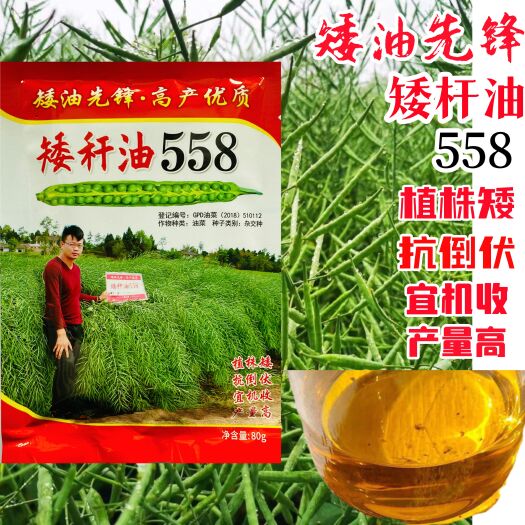 沭阳县矮杆油558油菜种子甘蓝型油菜黑籽矮杆越冬油菜籽出油率高
