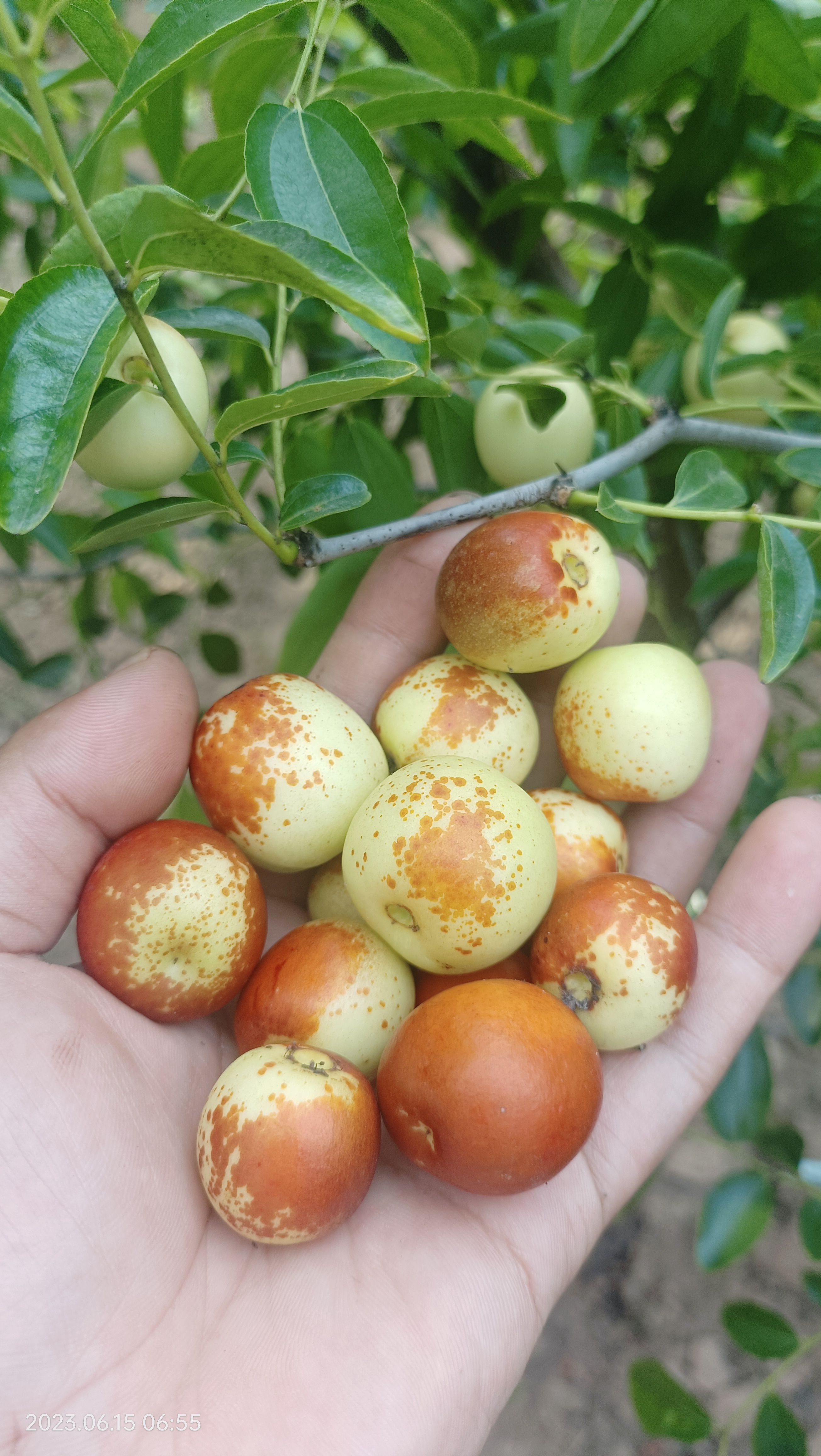 大荔冬枣自家大棚