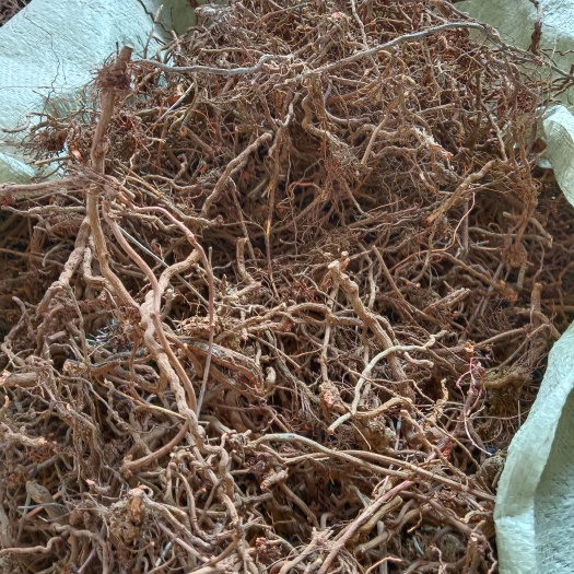 伊川县茜草