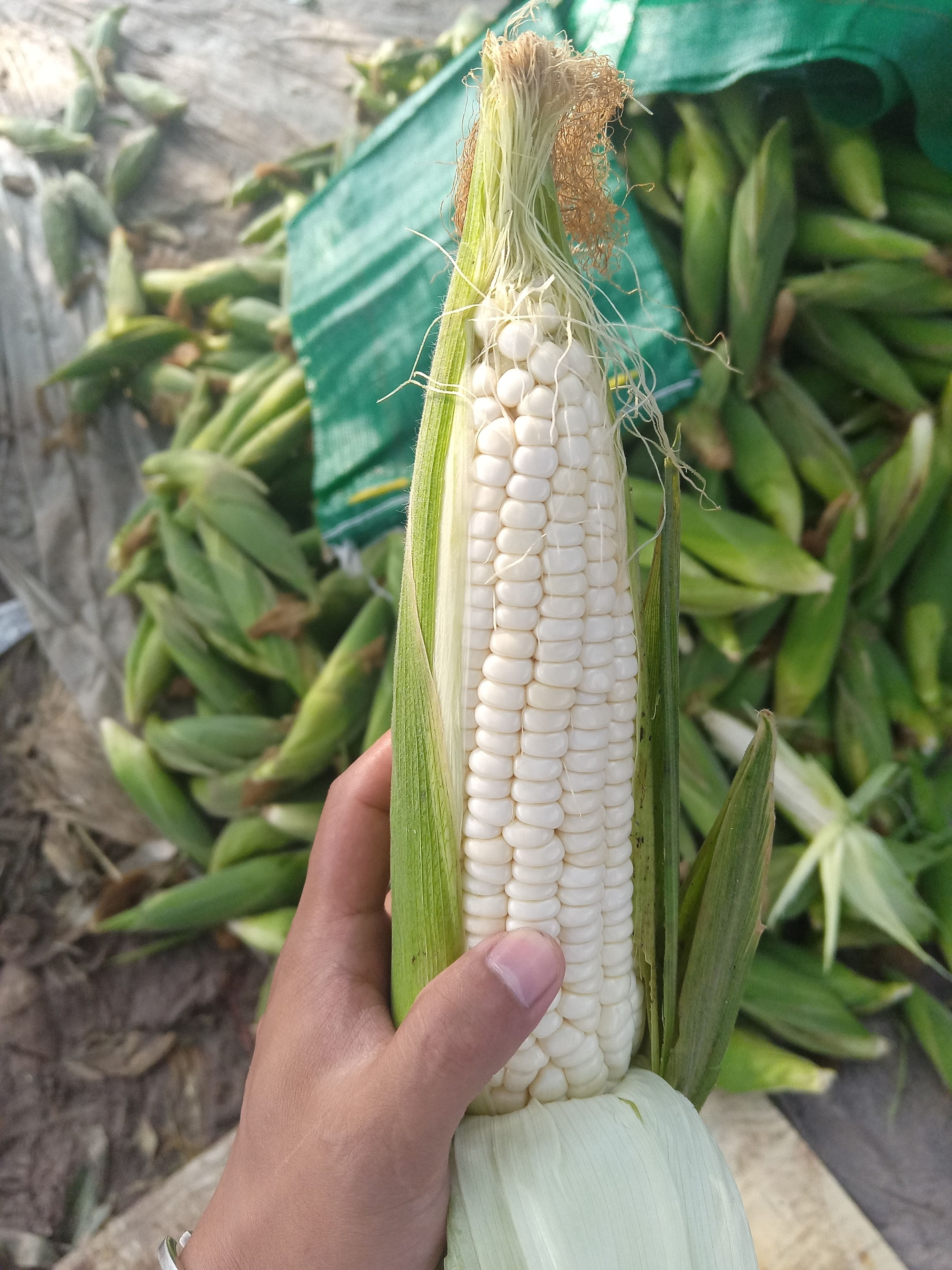 万糯2000，鲜玉米，糯玉米