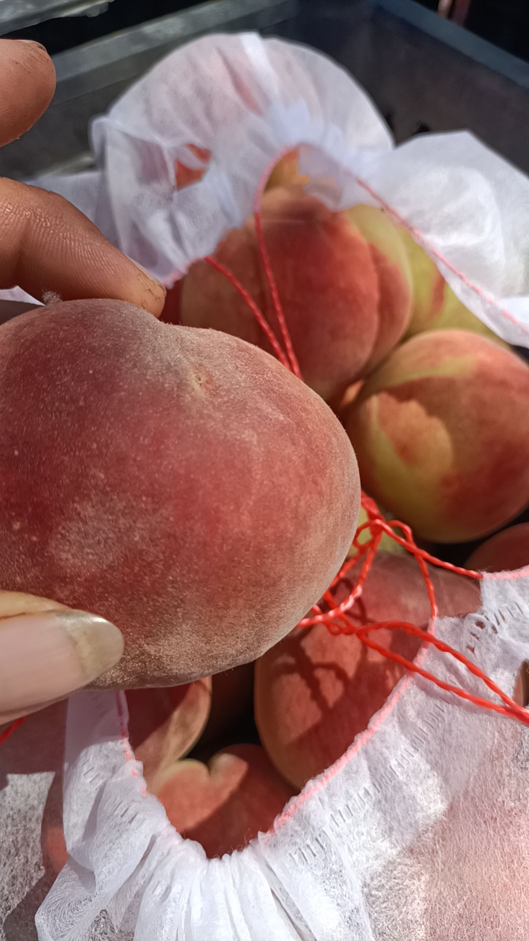 齁甜齁甜的春雷毛桃大量上市，有需要的老板可以联系我！