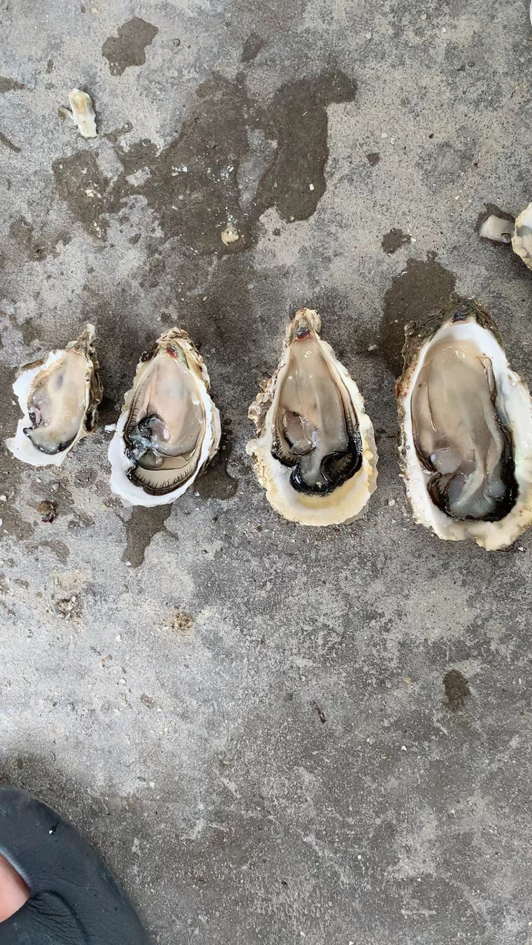 【小田蚝业】福建三倍体统货小蚝中蚝大蚝