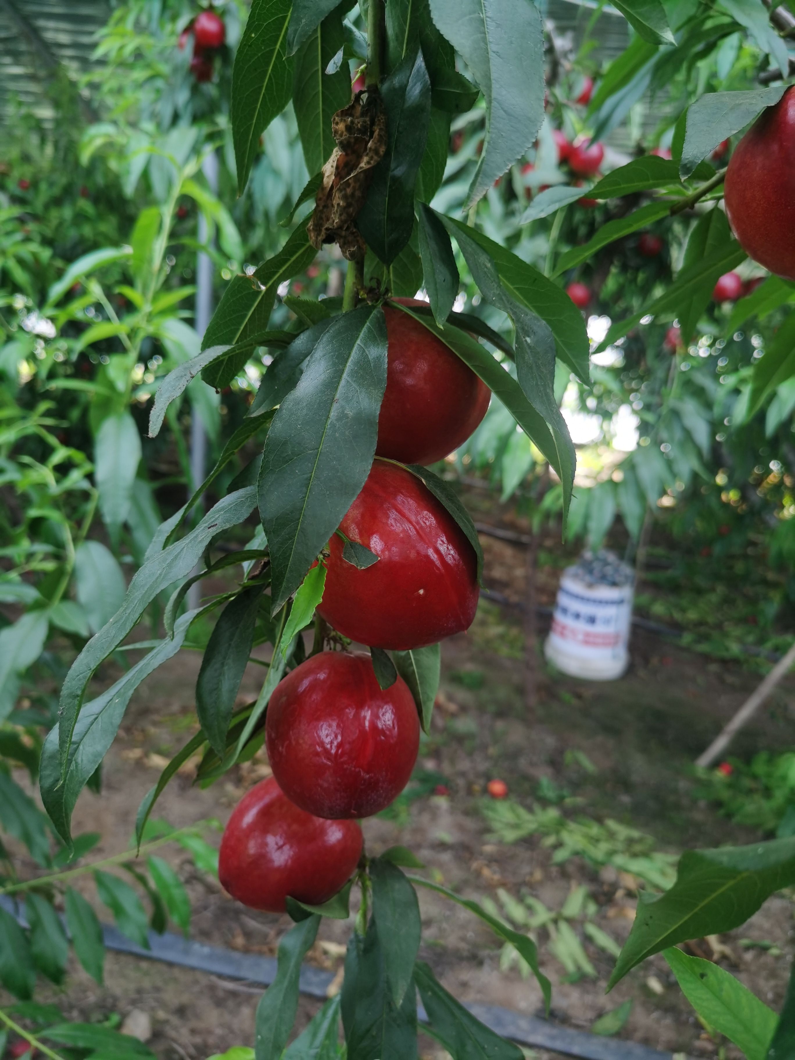 曙光油桃