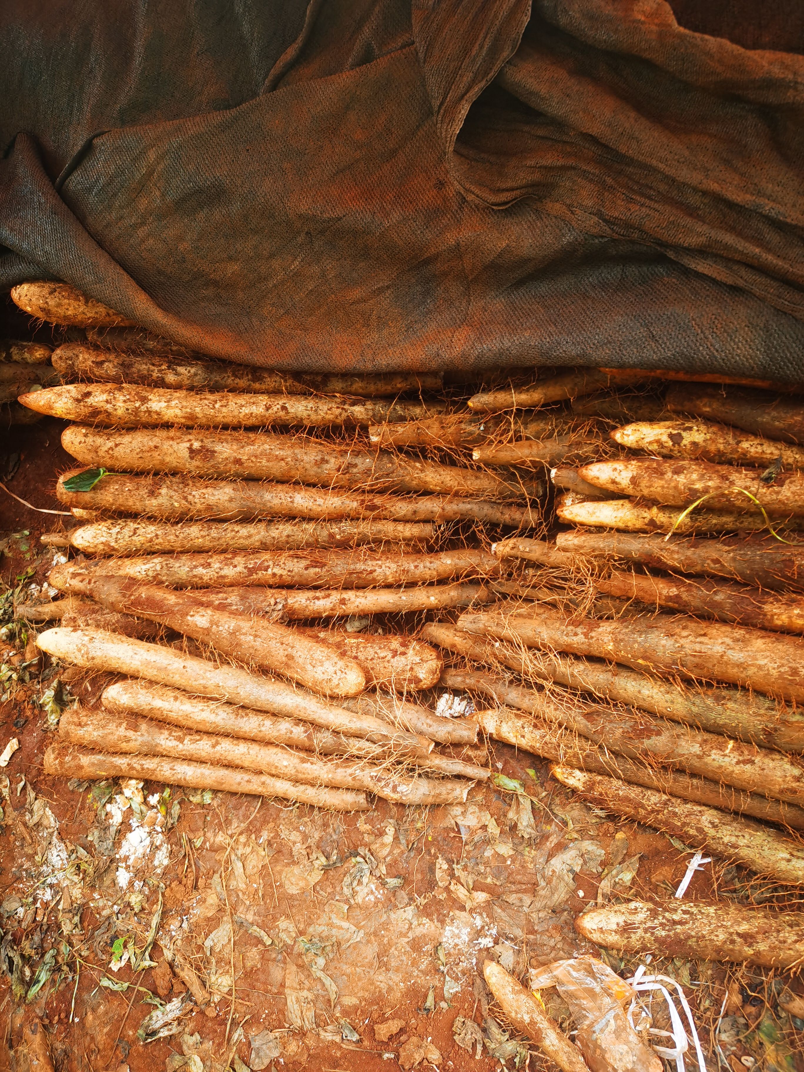 《店长推荐》淮山山药 粉糯 大量货源 黑美人山药，滚地龙