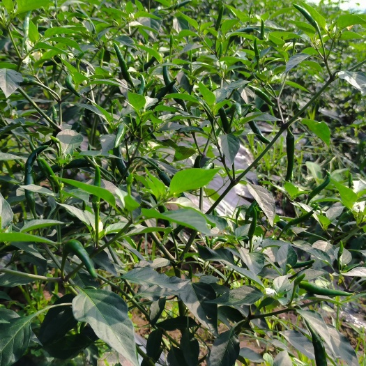 重庆市新鲜青椒，现摘现卖，有意者请联系我。