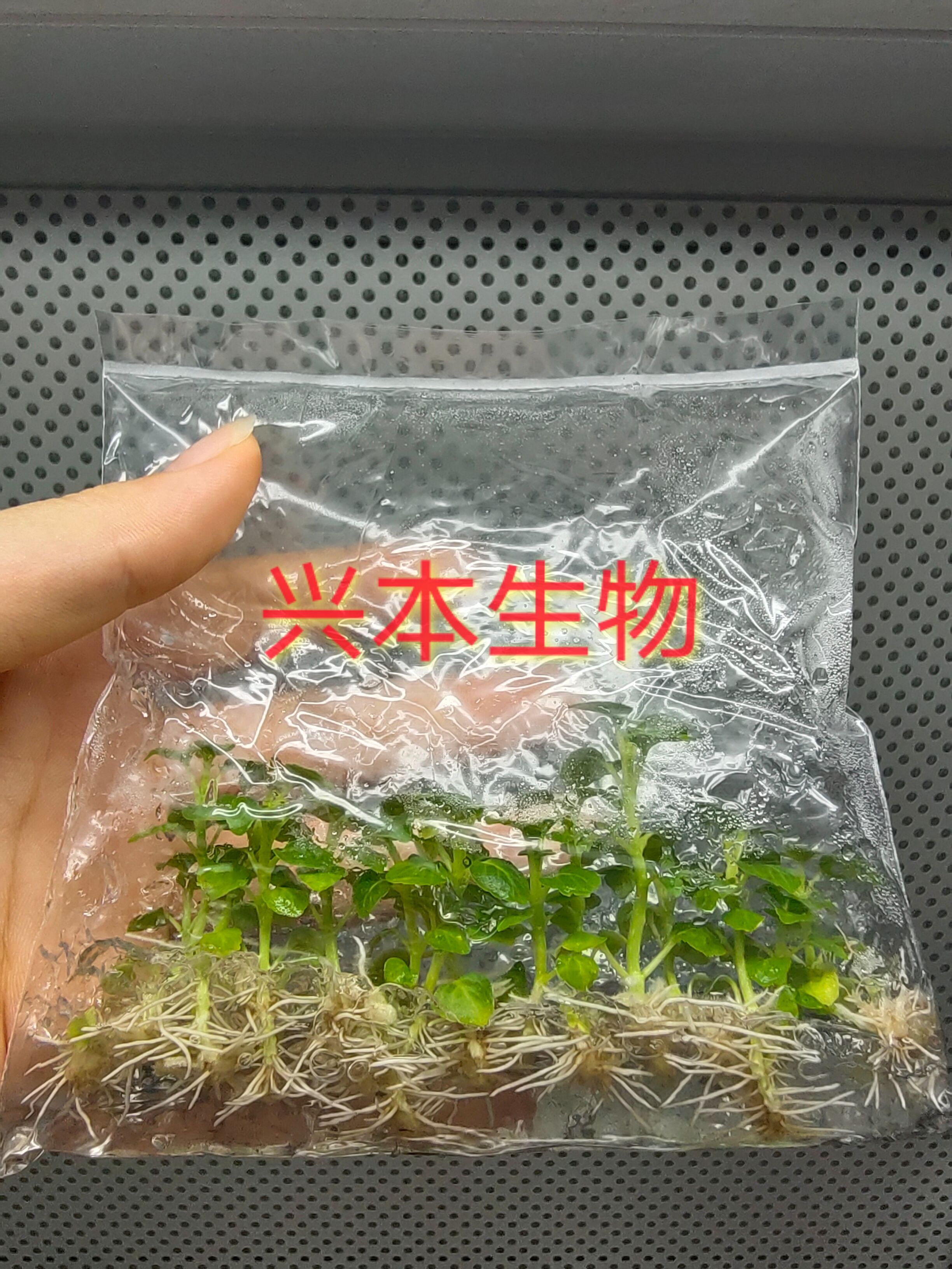 广藿香组培苗