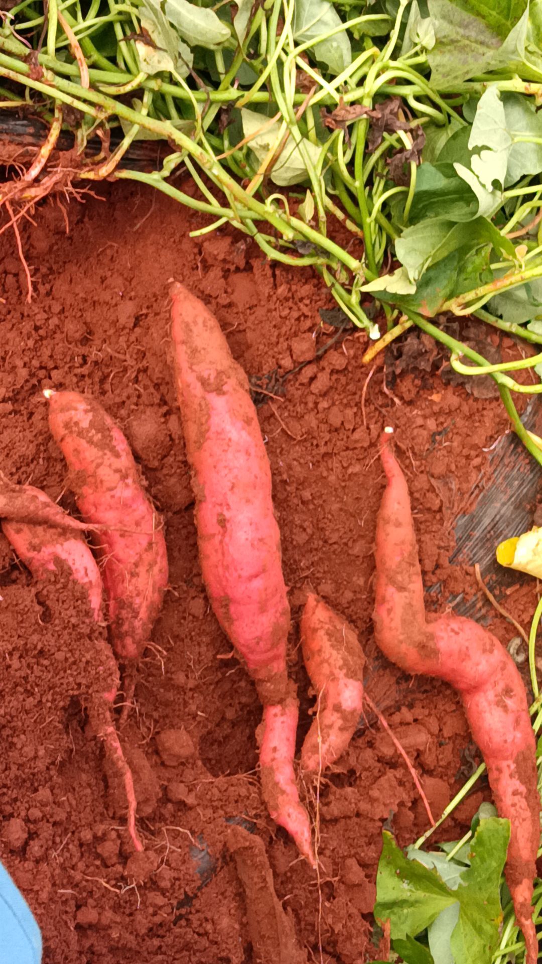 红薯云南文山产地红薯每年六月份上市品种有西瓜红丝滑灰薯等品种