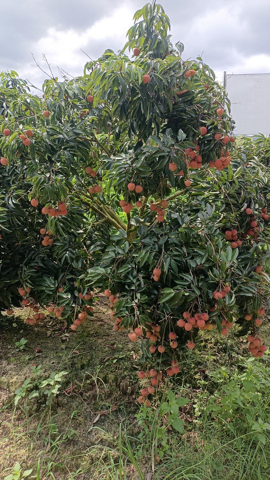 广西名优产品桂味，先进俸、妃子笑荔枝