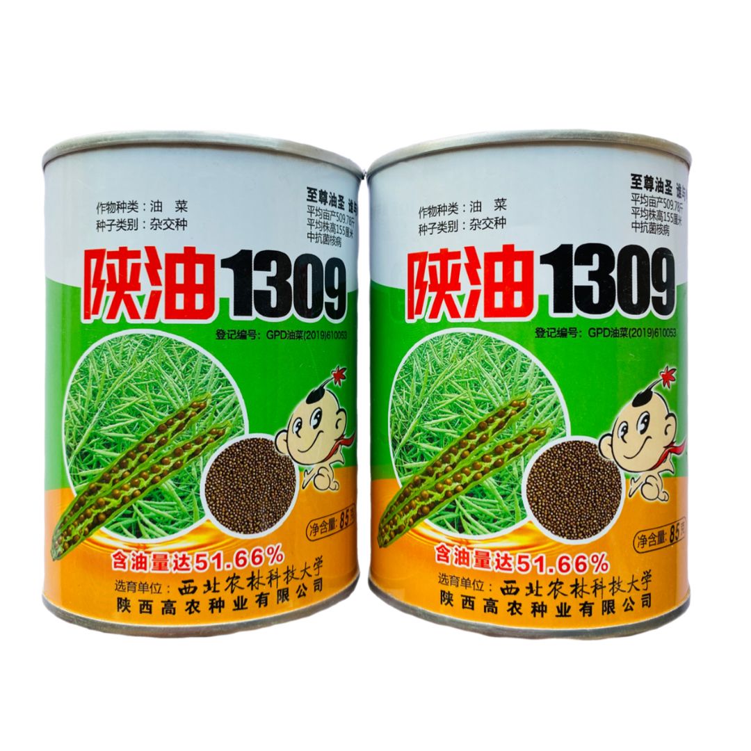 陕油1309油菜种子甘蓝型油菜黑籽矮杆越冬油菜籽出油率高