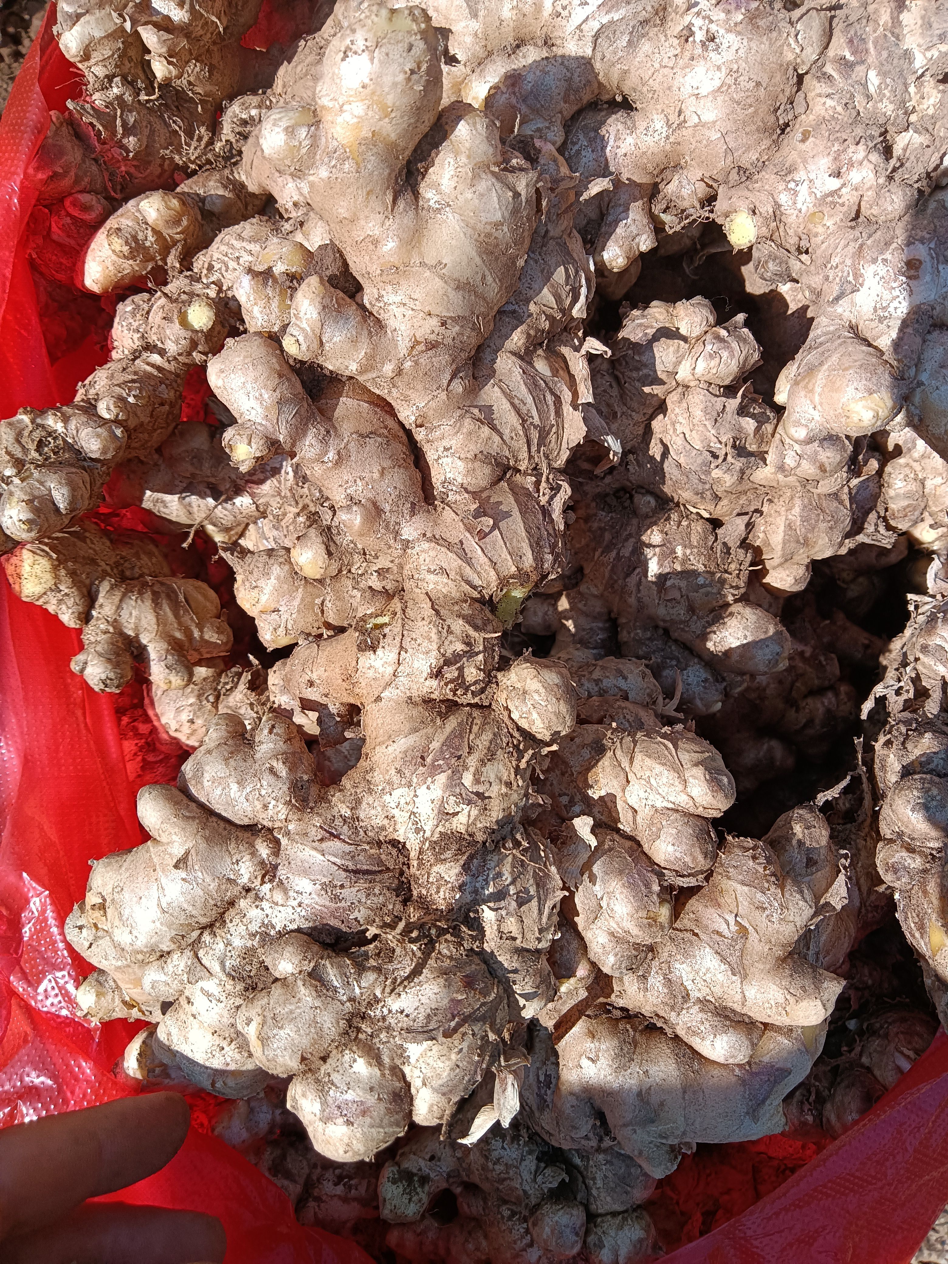 小黄姜云南文山产地生姜冷库姜有小黄姜二黄姜大牙姜