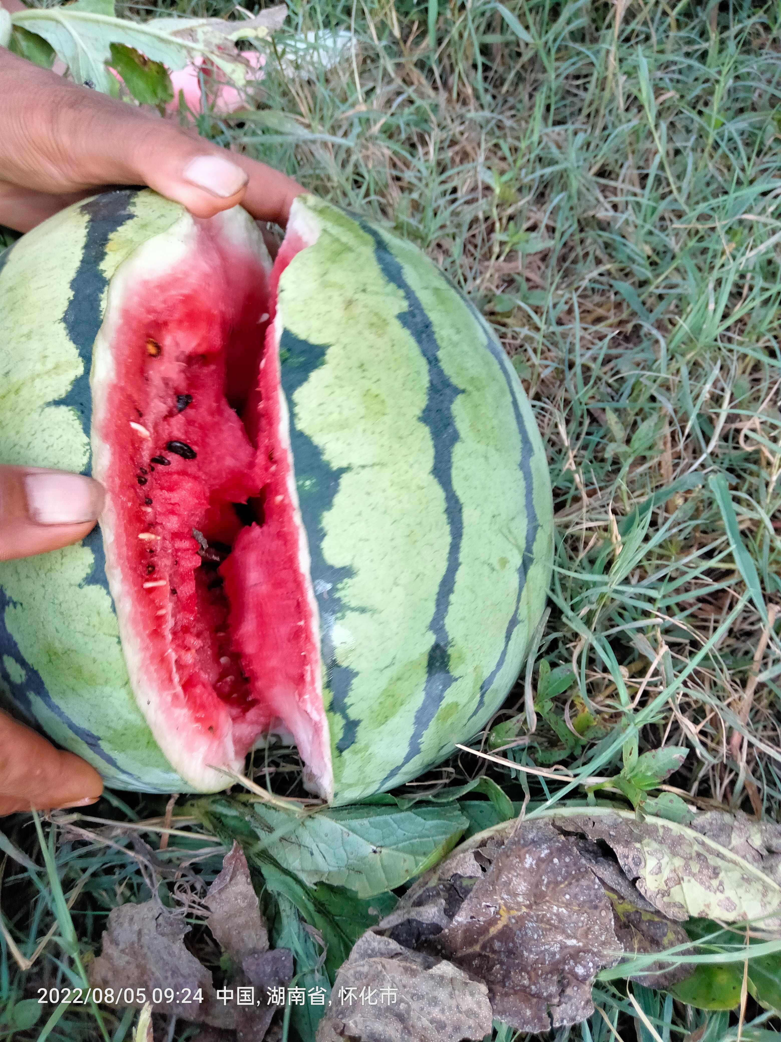 露天8424麒麟西瓜大量上市