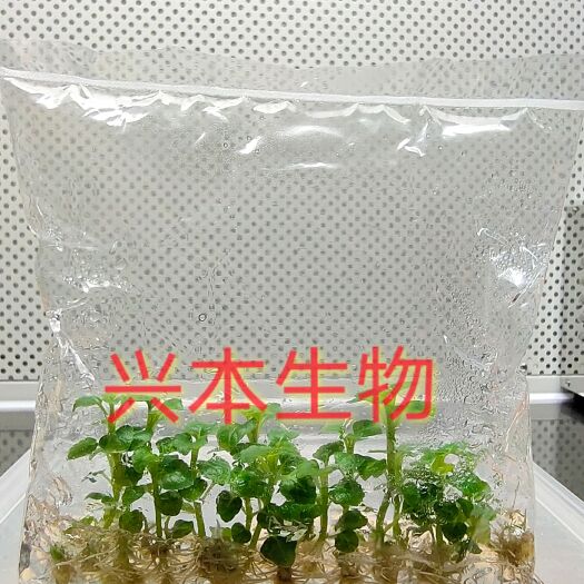 横州市广藿香组培苗