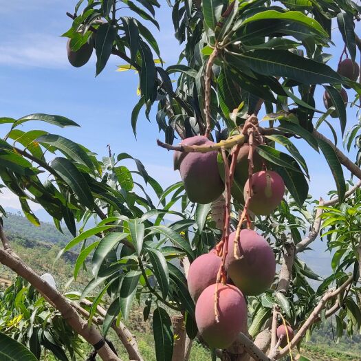 华坪县离城市最远，隔太阳最近，高山种植出来的苹果芒以上市中。