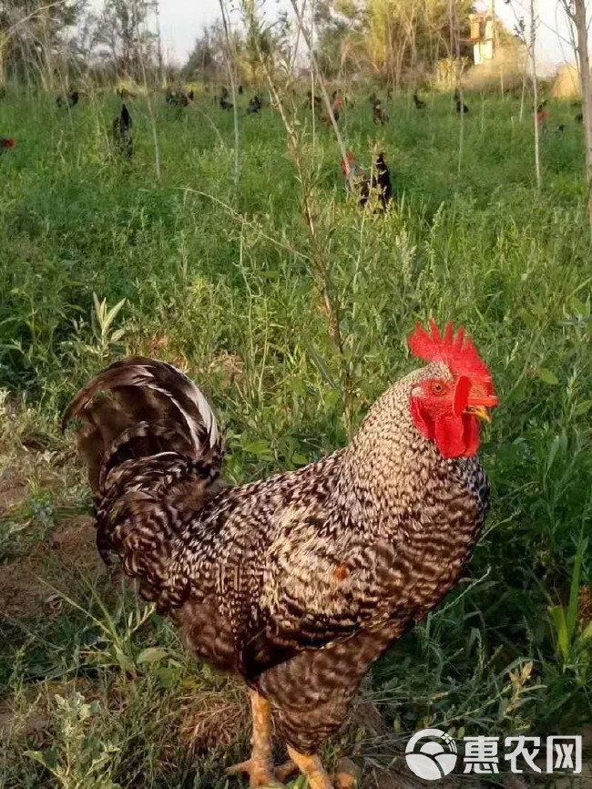 芦花鸡苗 中速 大种黑芦花鸡苗 出厂必打疫苗