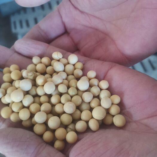 佳木斯黑土地大豆，精选豆高蛋白。
